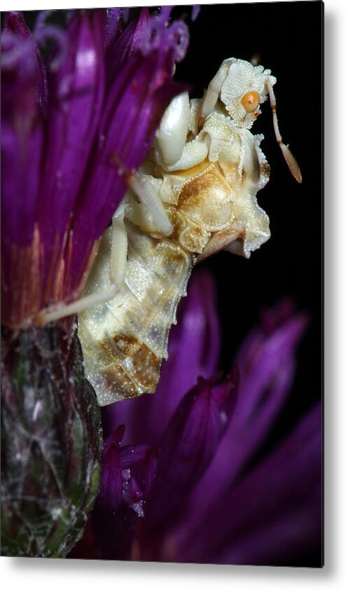Phymatidae Metal Print featuring the photograph Ambush Bug On Ironweed by Daniel Reed