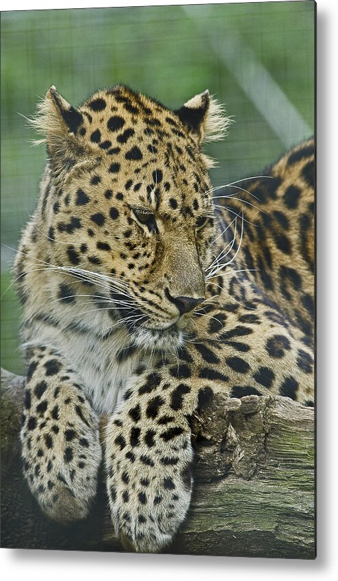Amur Leopard Metal Print featuring the photograph Amur Leopard by JT Lewis