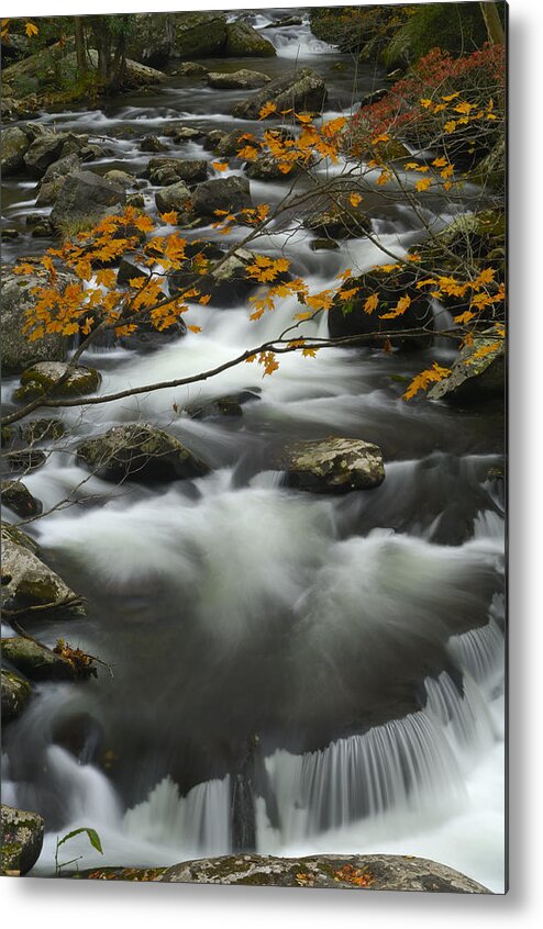 Gsmnp Metal Print featuring the photograph Ancient River in Great Smoky Mountains by Darrell Young