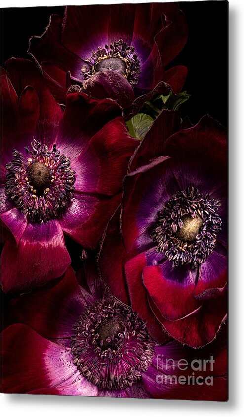 Anemone Metal Print featuring the photograph Anemones by Ann Garrett