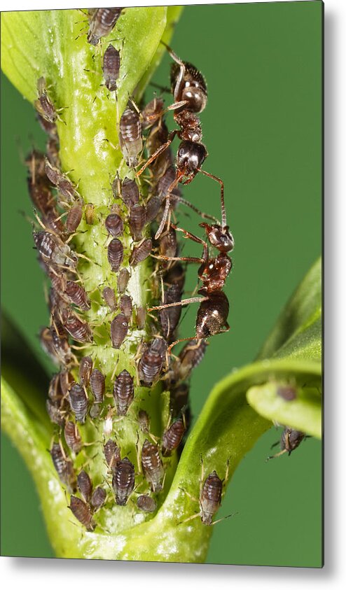 Mp Metal Print featuring the photograph Ant Formicidae Pair Protecting Aphids by Konrad Wothe