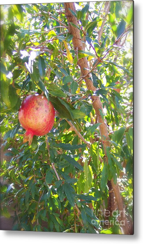 Pomegranate Metal Print featuring the photograph Aunt Tissy's Pomegranate Tree by Nancy Patterson