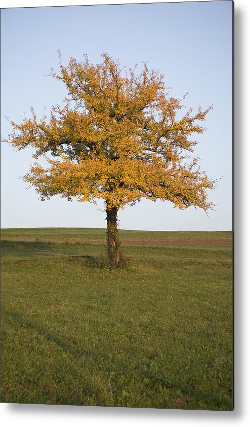 Autumn Metal Print featuring the photograph Autumn by Ian Middleton