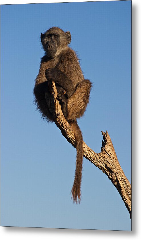 Baboon Metal Print featuring the photograph Baboon Sentry Namibia by David Kleinsasser