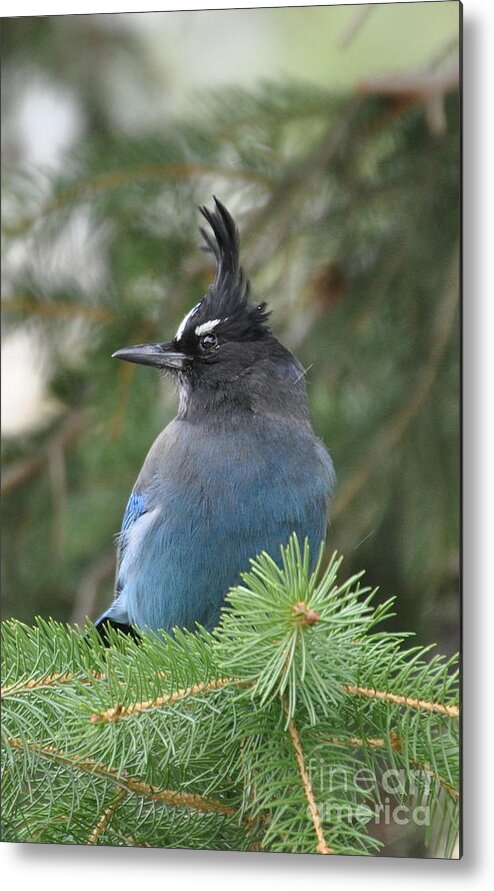 Birds Metal Print featuring the photograph Bad Hair Day by Dorrene BrownButterfield