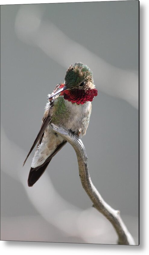 Hummingbird Metal Print featuring the photograph Balancing Act by Shane Bechler