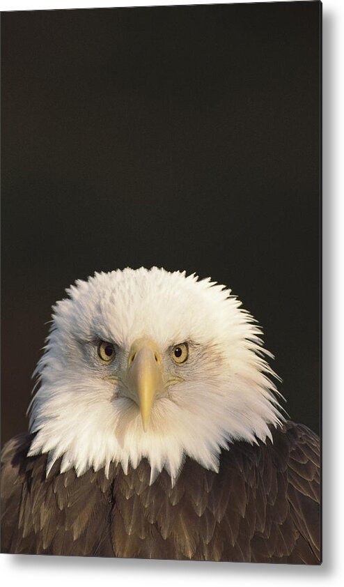 Mp Metal Print featuring the photograph Bald Eagle Haliaeetus Leucocephalus by Gerry Ellis