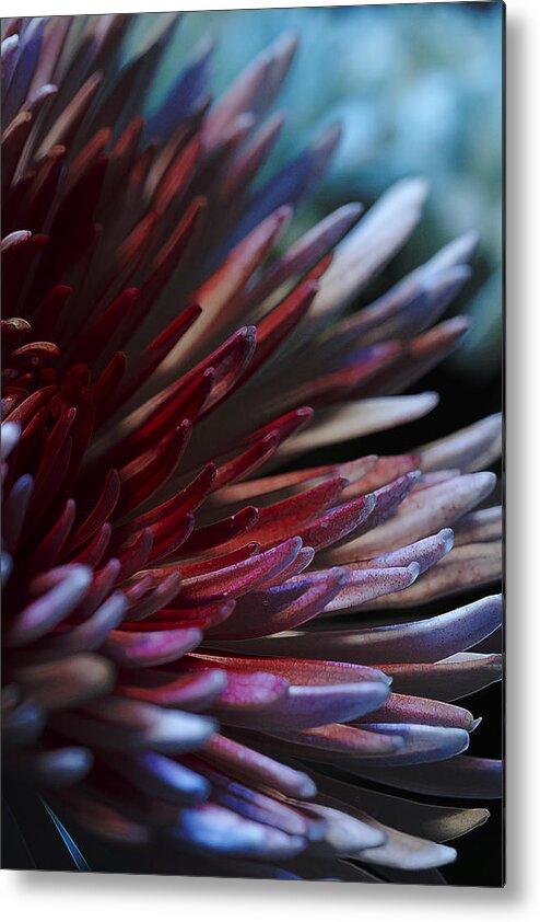 Red Metal Print featuring the photograph Bawdy Sanguine by Bill and Linda Tiepelman