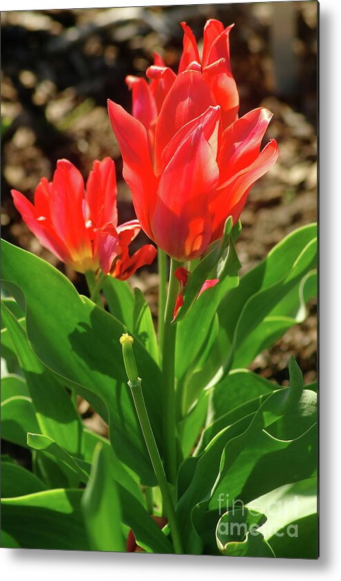 Red Tulip Metal Print featuring the photograph Beauty In Red by Dariusz Gudowicz