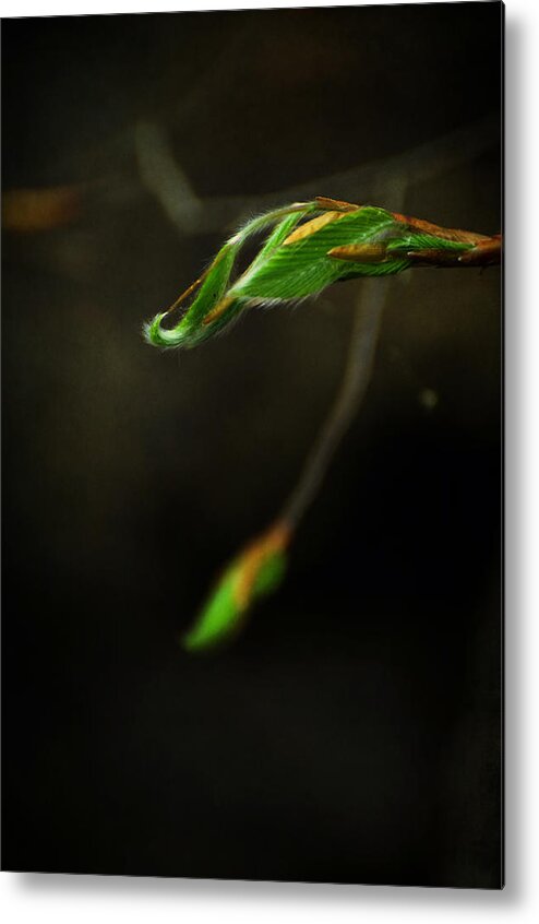 fagus Grandifolia Metal Print featuring the photograph Beech - Fagus Grandifolia by Rebecca Sherman