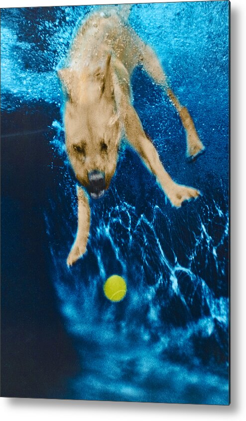 Dog Metal Print featuring the photograph Belly Flop by Jill Reger