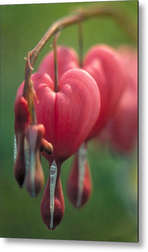 Flowers Metal Print featuring the photograph Bleeding Hearts by Garry McMichael