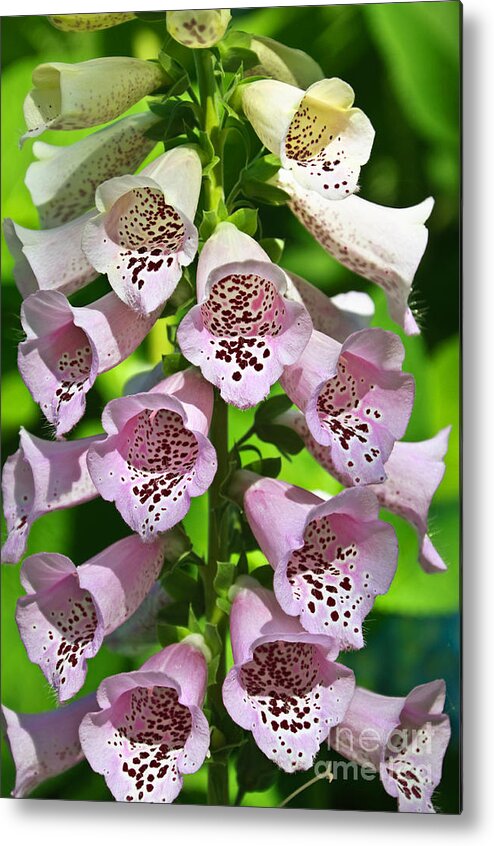 Andee Design Foxglove Metal Print featuring the photograph Blow The Trumpet Flora by Andee Design