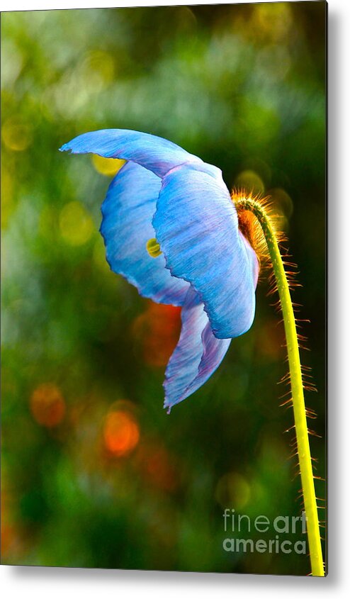 Himalayan Metal Print featuring the photograph Blue Poppy Dreams by Byron Varvarigos