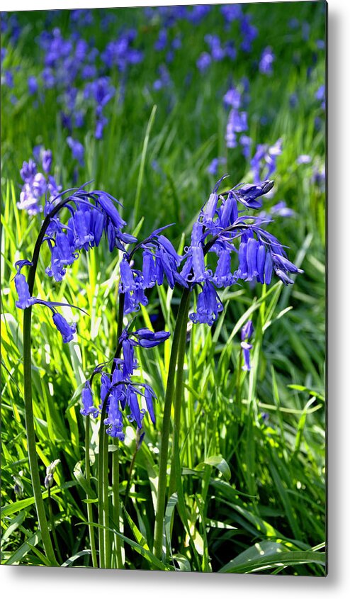 Staffordshire Metal Print featuring the photograph Bluebell Cluster by Rod Johnson