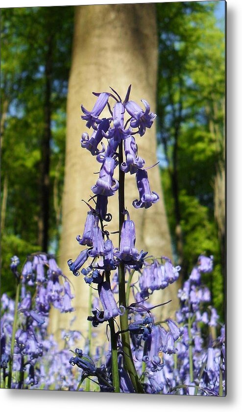 Bluebell Metal Print featuring the photograph Bluebells by Michael Standen Smith
