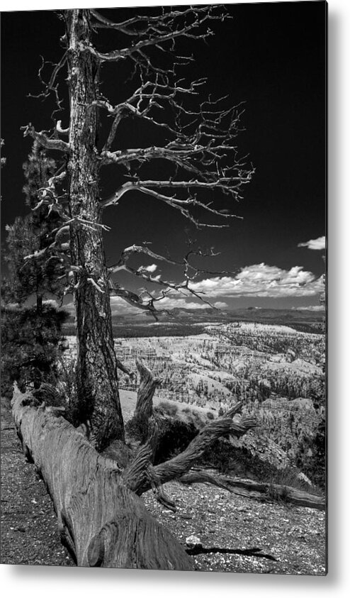 B/w Metal Print featuring the photograph Bryce Canyon - Dead Tree black and white by Larry Carr