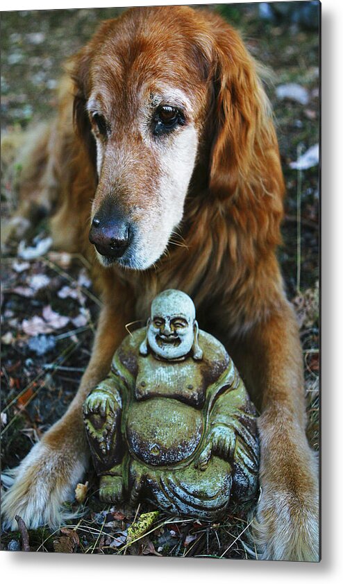 Dog Metal Print featuring the photograph Buddha and the Old Boy by Lorraine Devon Wilke