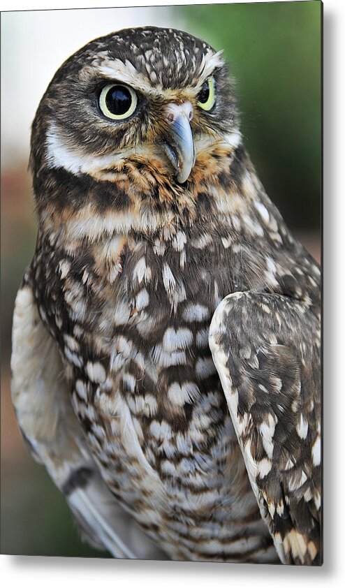 Owl Metal Print featuring the photograph Burrow Owl by Craig Leaper