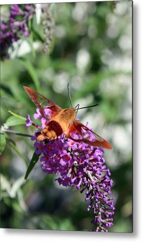 Moth Metal Print featuring the photograph Busy by Becca Wilcox