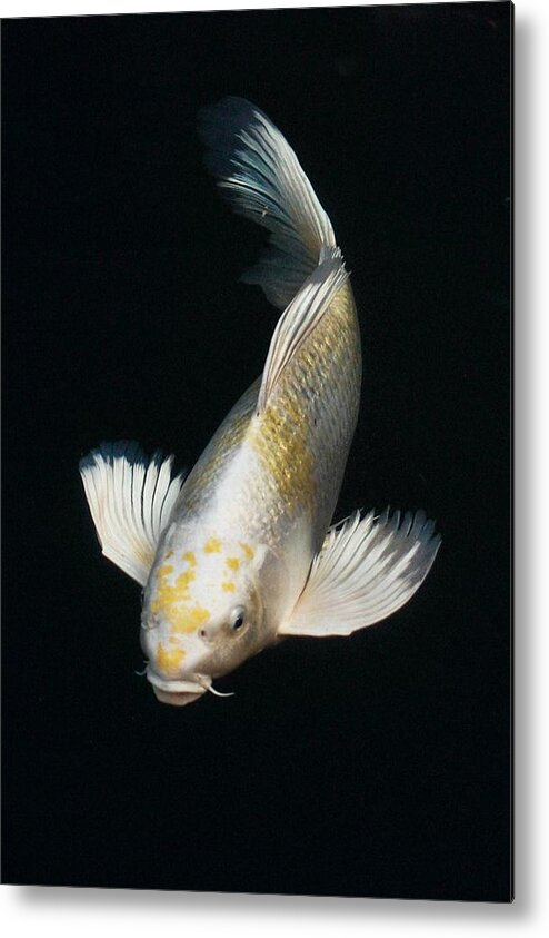 Koi Metal Print featuring the photograph Butterfly Koi by Don Mann