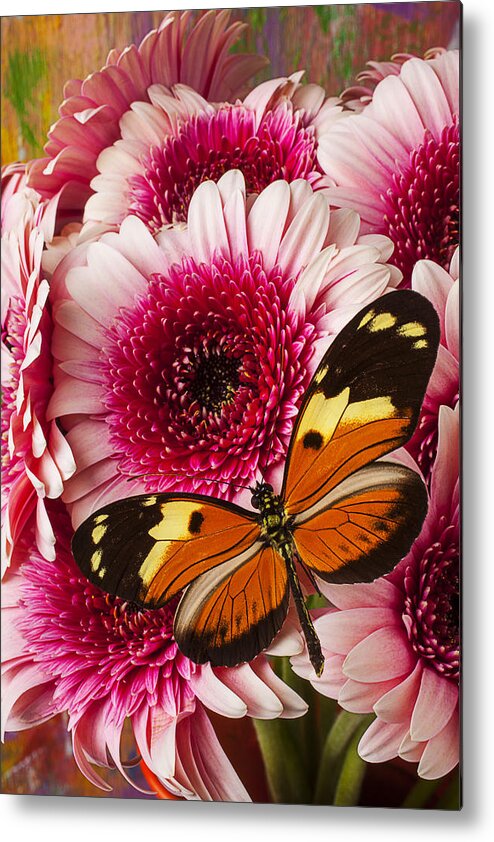 Butterfly Eduador Pichincha Tinalandia Metal Print featuring the photograph Butterfly on pink mum by Garry Gay