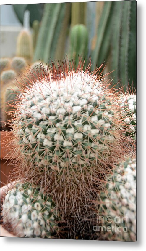 Cactus Metal Print featuring the photograph Cactus 43 by Cassie Marie Photography