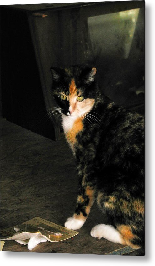 Calico Cat Metal Print featuring the photograph Calico Cat by Marilyn Marchant