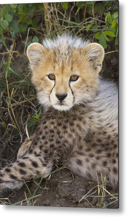 00761540 Metal Print featuring the photograph Cheetah Ten Week Old Cub Portrait by Suzi Eszterhas