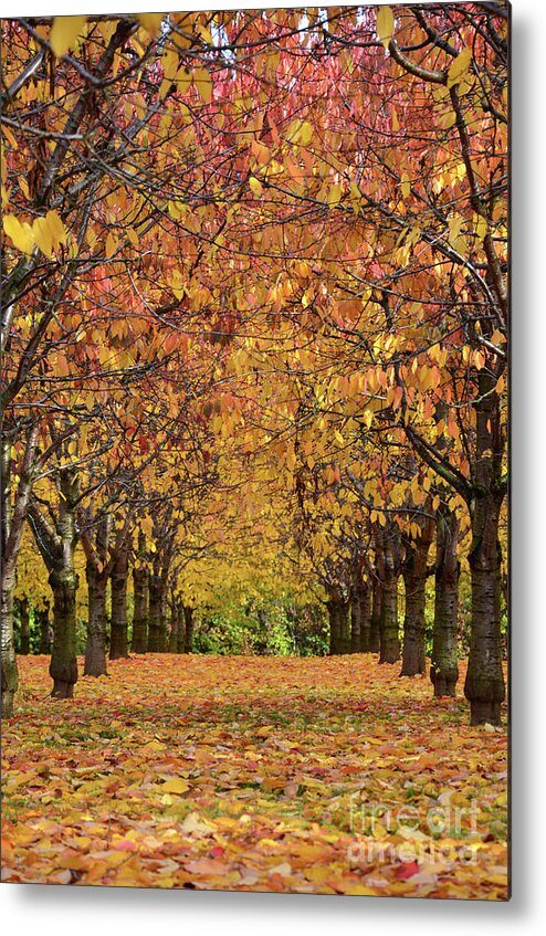Autumn Metal Print featuring the photograph Cherry Tree Plantation by Bruno Santoro