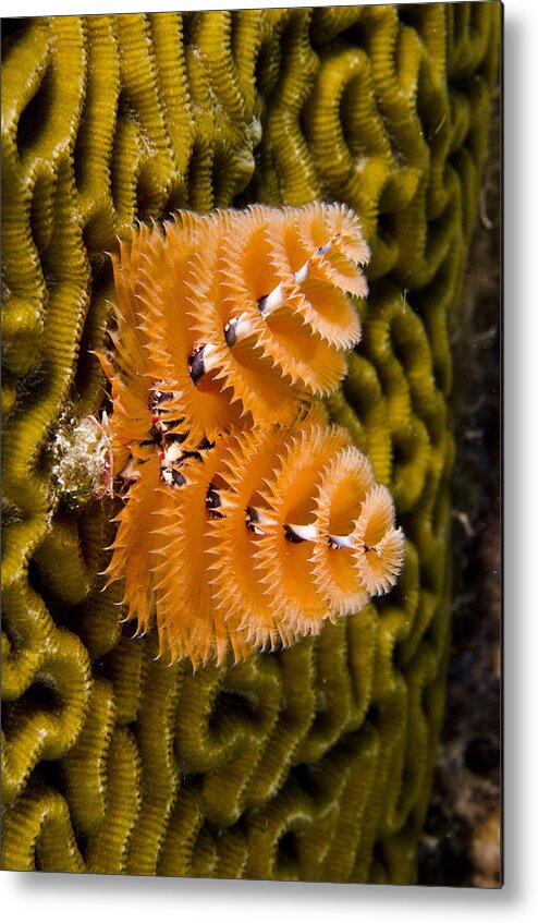 Mp Metal Print featuring the photograph Christmas Tree Worm Spirobranchus by Pete Oxford