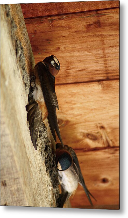 Bird Metal Print featuring the photograph Cliff Swallows 1 by Scott Hovind