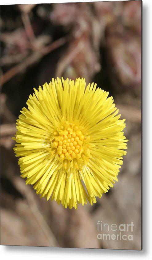 Herbal Medicine Metal Print featuring the photograph Coltsfoot Flower by Ted Kinsman