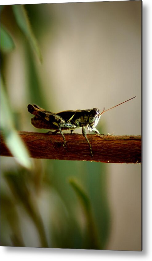 Grasshopper Metal Print featuring the photograph Crossing The Ravine by David Weeks