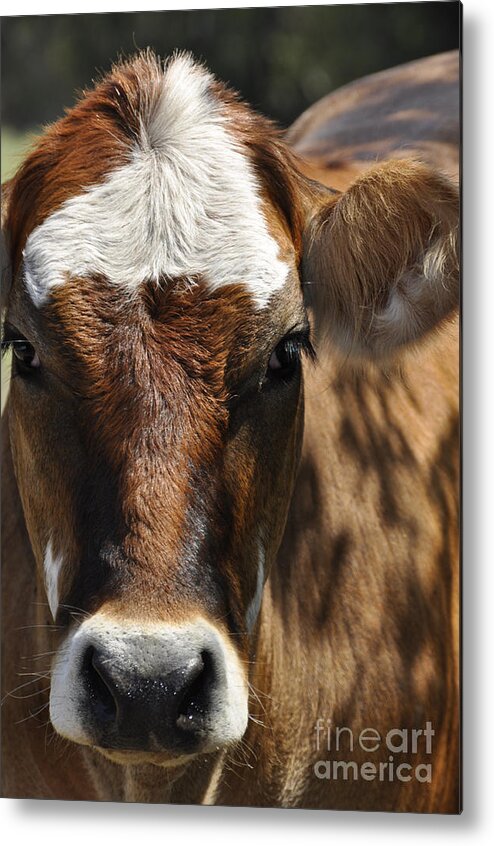 Cute Cow Faces Metal Print featuring the photograph Cute Cow by Cheryl McClure