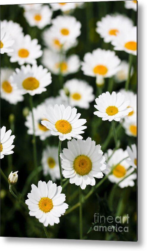 Daisy Metal Print featuring the photograph Daisies in a field by Simon Bratt