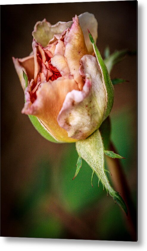 Flower Metal Print featuring the photograph Decay too by Chris Multop