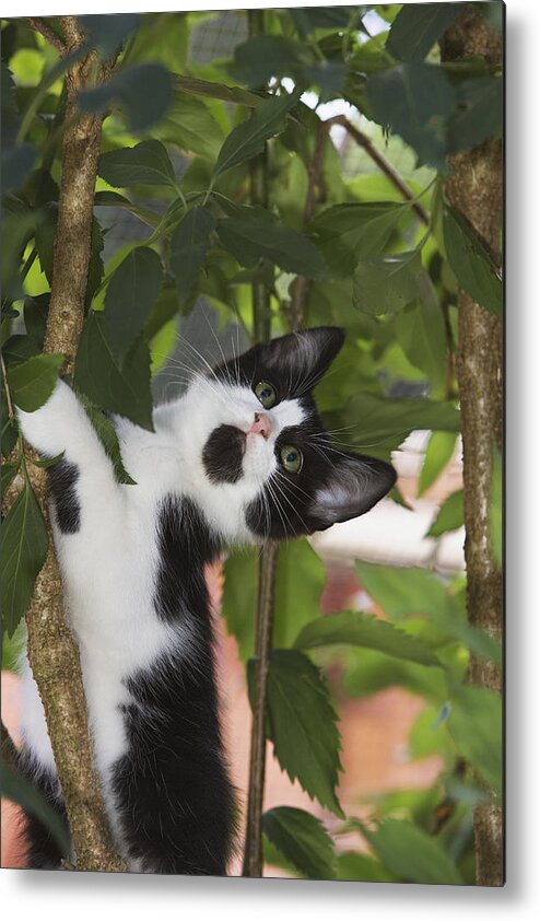00198100 Metal Print featuring the photograph Cat Climbing Tree by Konrad Wothe