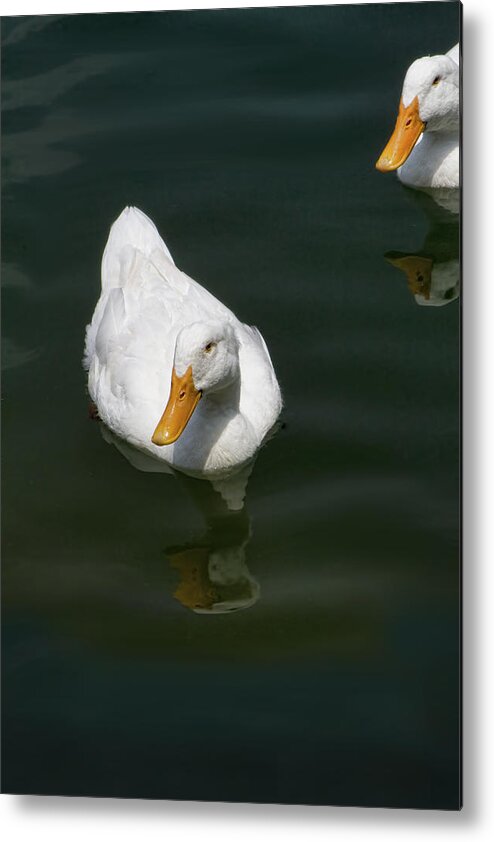 Anas Platyrhynchos Domestica Metal Print featuring the photograph Ducking In by Kathy Clark