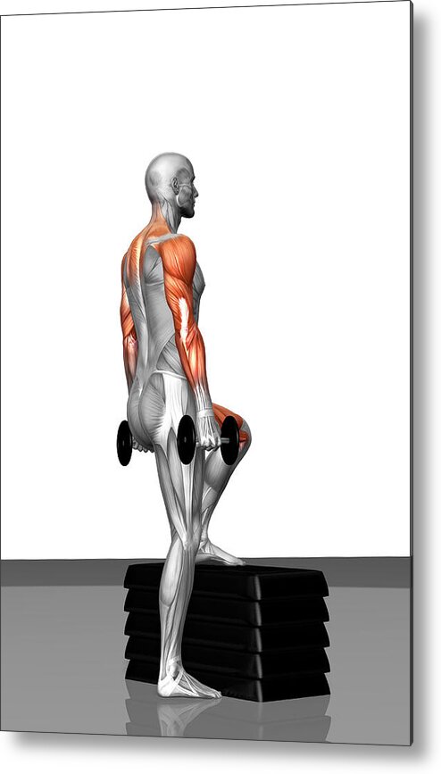 Vertical Metal Print featuring the photograph Dumbbell Step-up Exercise (part 2 Of 2) by MedicalRF.com