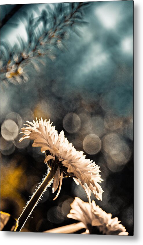 Dahlia Metal Print featuring the photograph Eagles Need Help by Trish Tritz