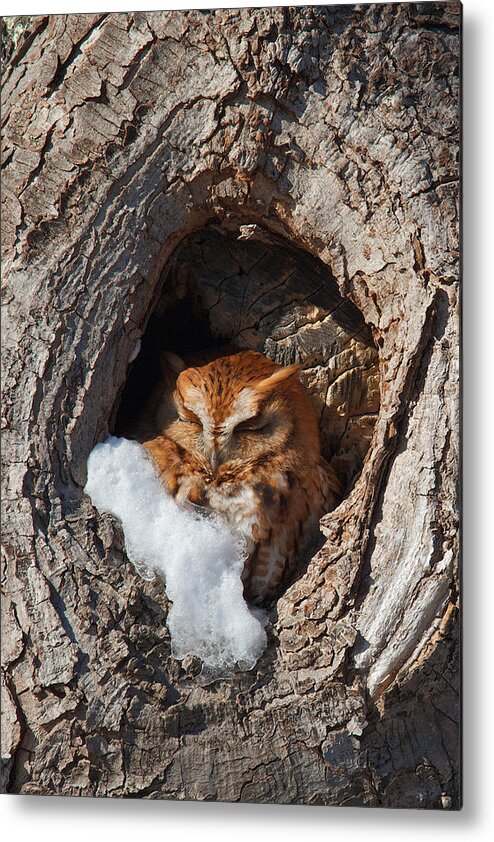 Barred Owl Metal Print featuring the photograph Eastern Screech Owl by Dale J Martin