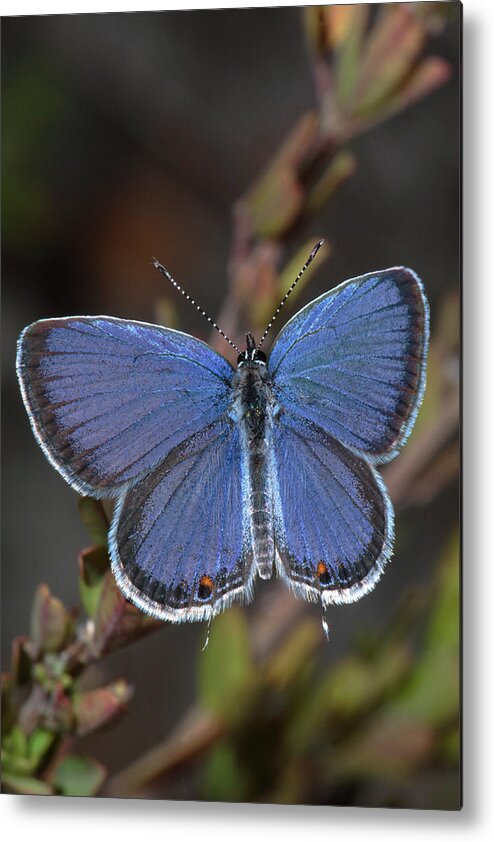 Eastern Tailed Blue Metal Print featuring the photograph Eastern Tailed Blue Butterfly by Daniel Reed