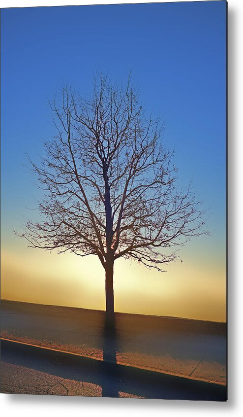 Blue Metal Print featuring the photograph Eden Tree by Rick Hartigan