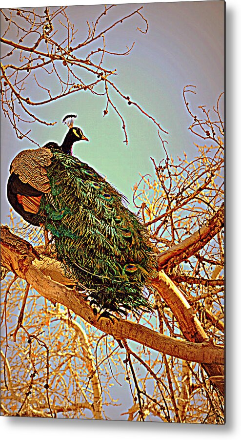 Peacock Metal Print featuring the photograph Elegance by Diane montana Jansson