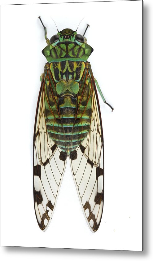 00478966 Metal Print featuring the photograph Emerald Cicada by Piotr Naskrecki