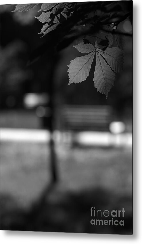 Bench Metal Print featuring the photograph Empty Bench by Dariusz Gudowicz