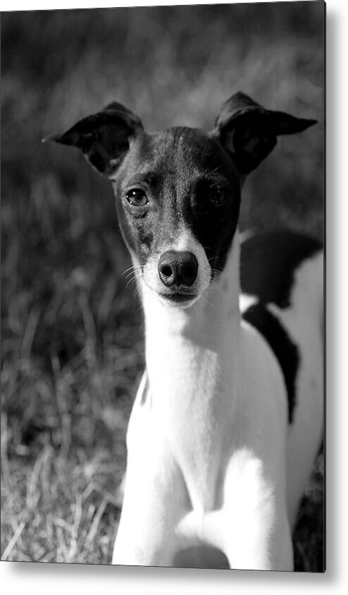 Black And White Metal Print featuring the photograph Ethan in Black and White by Angela Rath