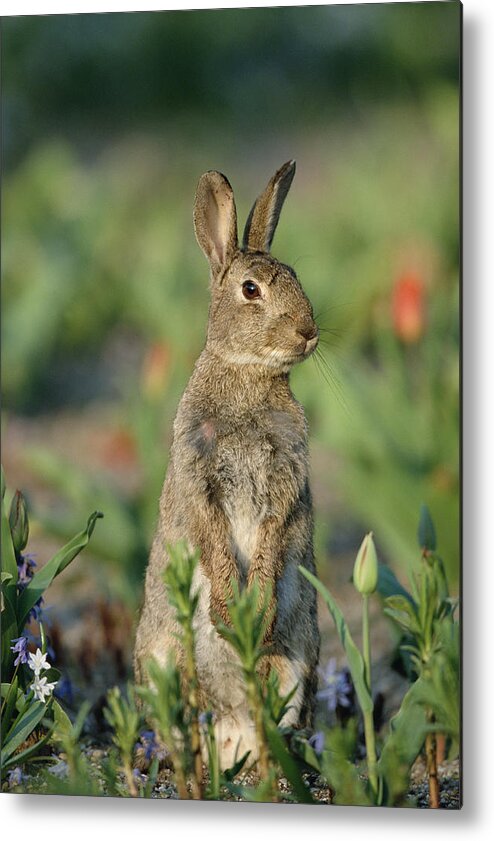 Mp Metal Print featuring the photograph European Rabbit Oryctolagus Cuniculus by Konrad Wothe