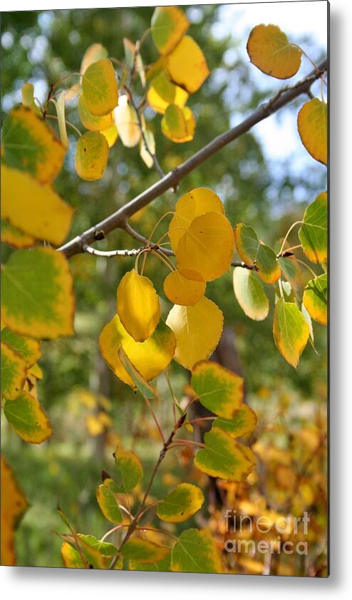 Leaves Metal Print featuring the photograph Fall Foliage by Ellen Heaverlo